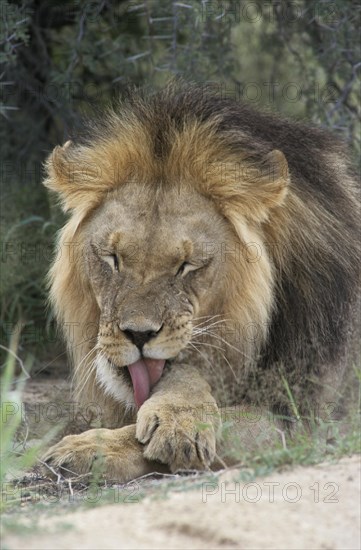 Lion (Panthera leo) licking its paw