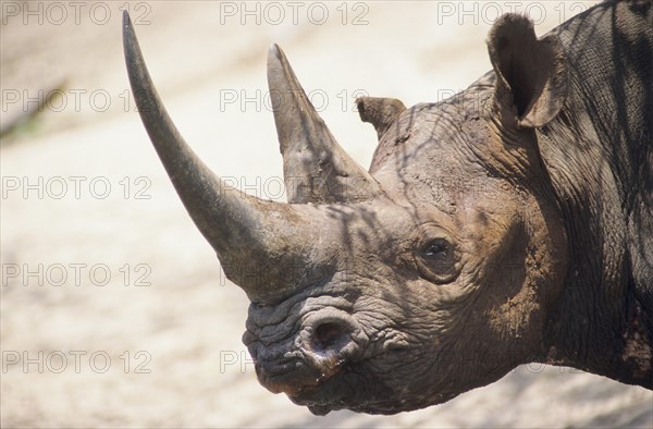 Black Rhinoceros or Hook-lipped Rhinoceros (Diceros bicornis)