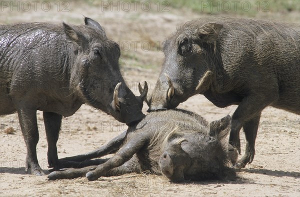 Desert Warthog (Phacochoerus aethiopicus) during grooming