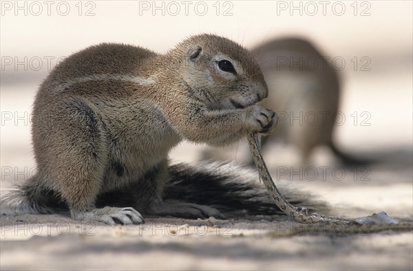 Cape ground squirrel (Xerus inauris) eating a small snake