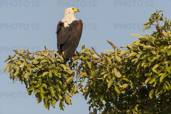 African Fish Eagle (Haliaeetus Vocifer)