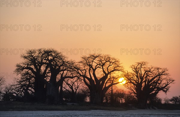 Baines Baobabs or African Baobabs (Adansonia digitata)