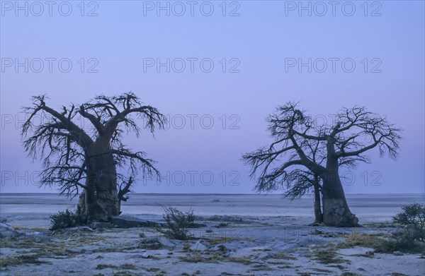 African Baobabs (Adansonia digitata) on a rocky island