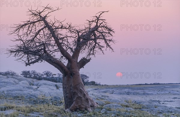 African Baobab (Adansonia digitata) on a rocky island