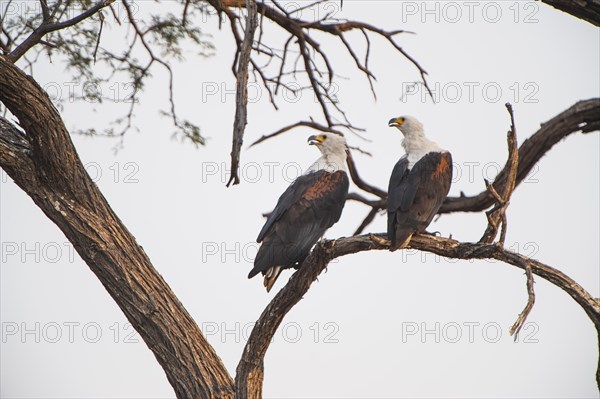 African Fish Eagles (Haliaeetus Vocifer)