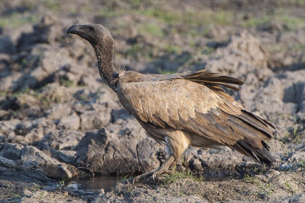 Cape Vulture (Gyps coprotheres)