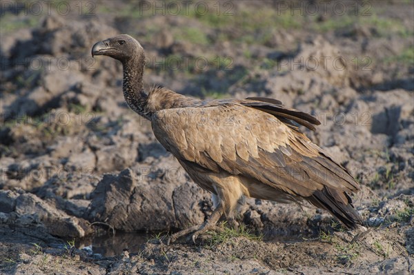 Cape Vulture (Gyps coprotheres)