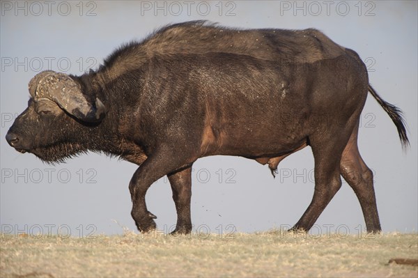 African Buffalo or Cape Buffalo (Syncerus caffer)