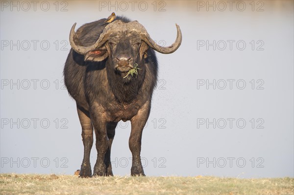 African Buffalo or Cape Buffalo (Syncerus caffer)