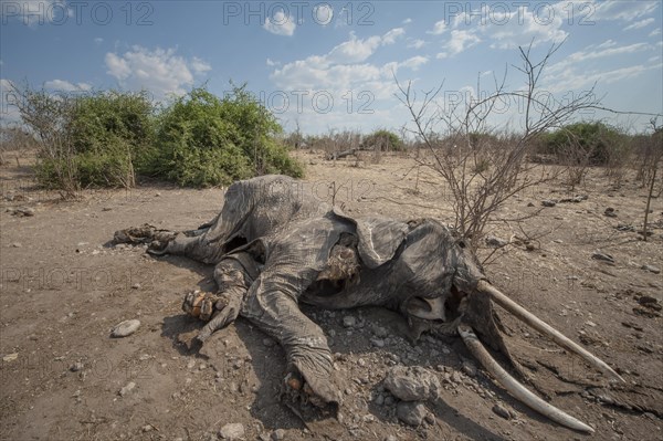 African Elephant (Loxodonta africana)