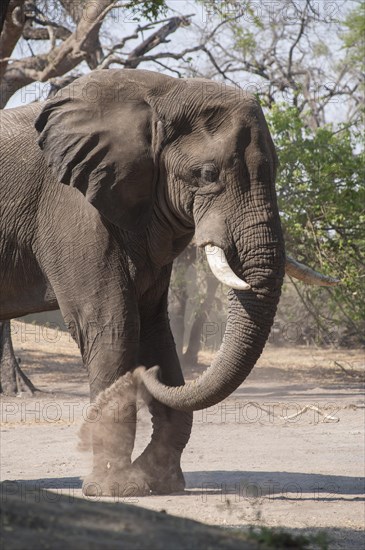 African Elephant (Loxodonta africana)