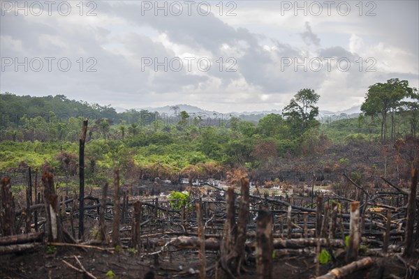 Fire cleared jungle