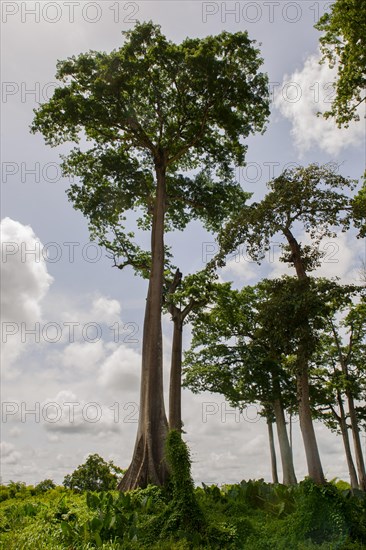 Remaining vegetation of the primary rainforest in the east of the country