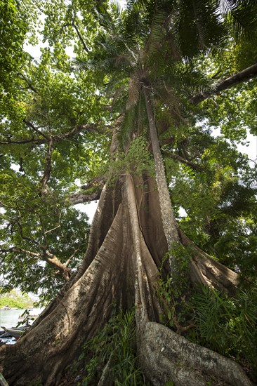 Tree with buttress roots