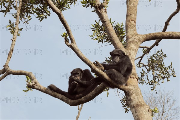 Chimpanzees (Pan troglodytes) sitting on a tree