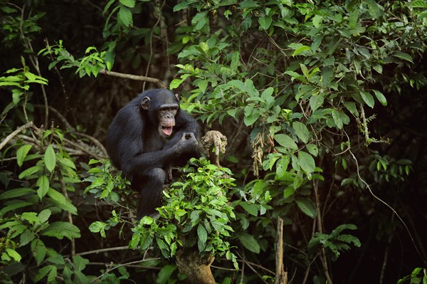 Chimpanzee (Pan troglodytes) sitting on a tree