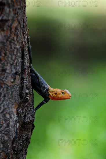 Common Agama (Agama agama)