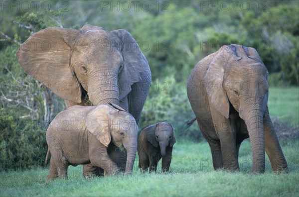 African elephants (Loxodonta africana) with calves