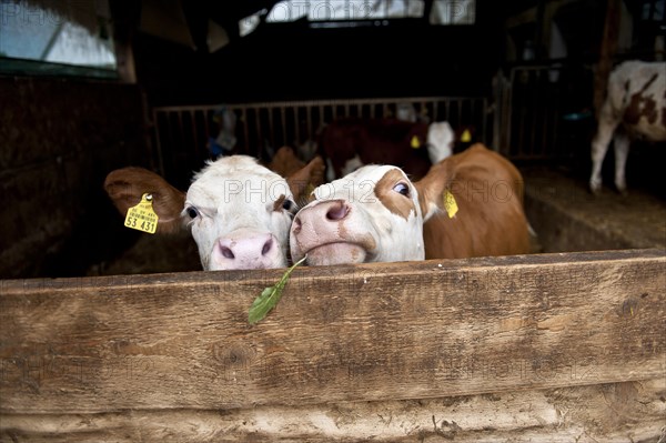 Two calves in a barn