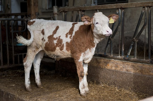 Calf in the barn