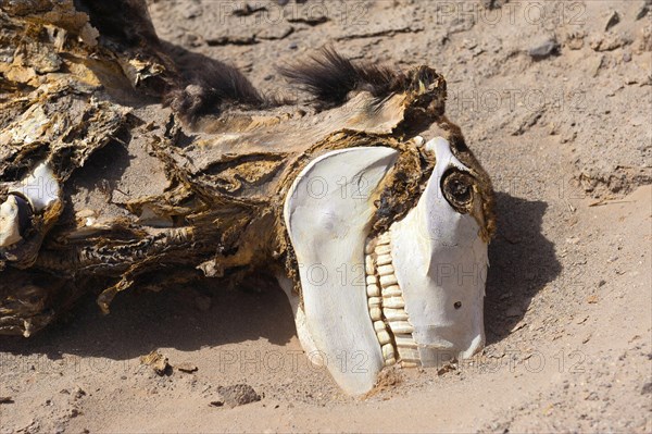 Donkey carcass in the desert