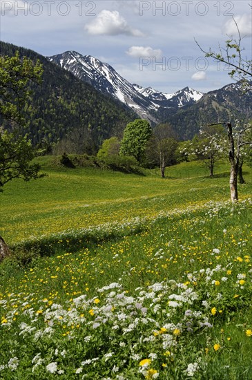 Meadows and flowering fruit trees in spring