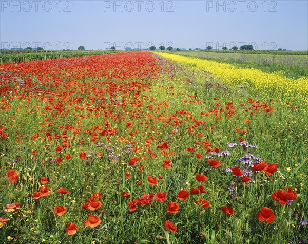 Field of Poppies