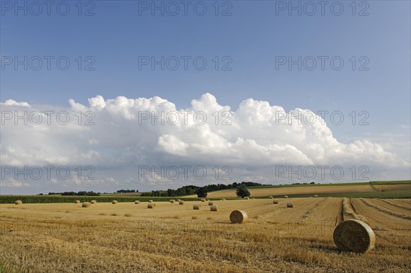 Straw bales on harvested corn fields