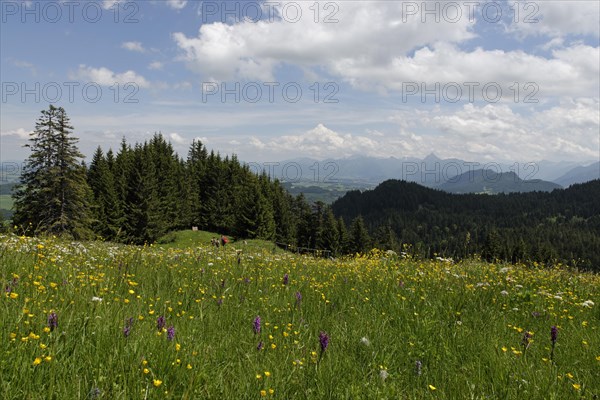 Flower meadow with March Orchids