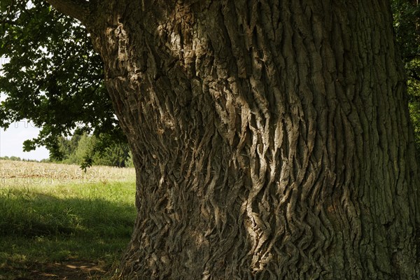 Old Oak trunk