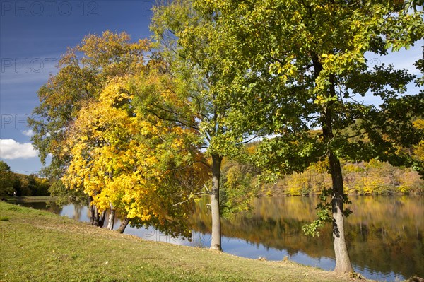 Autumn forest on Wilhelmsthaler Lake in Wilhelmsthal