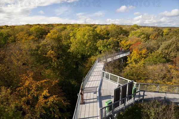 Treetop trail