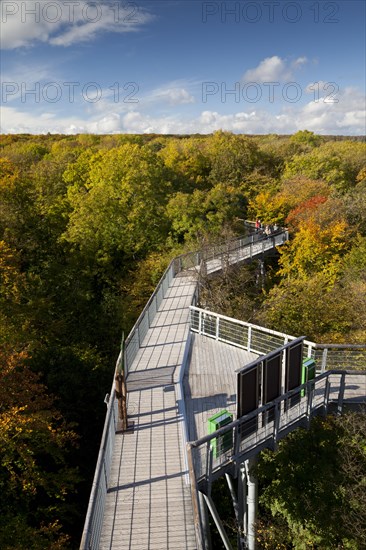 Treetop trail