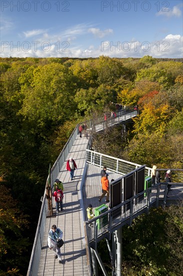 Treetop trail