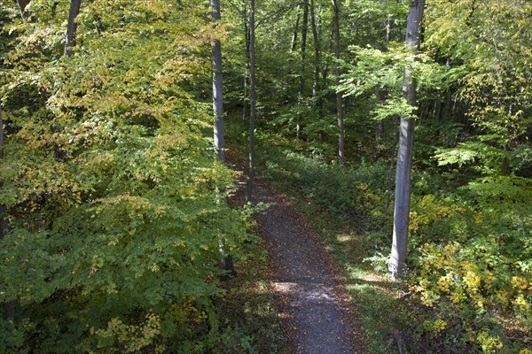 View from a treetop path onto a forest path