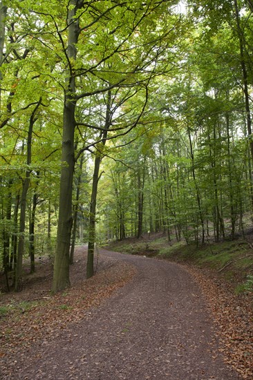 Hiking trail through a hardwood forest along the Rennsteig ridge walk