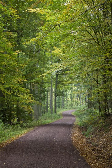 Hiking trail through a hardwood forest along the Rennsteig ridge walk