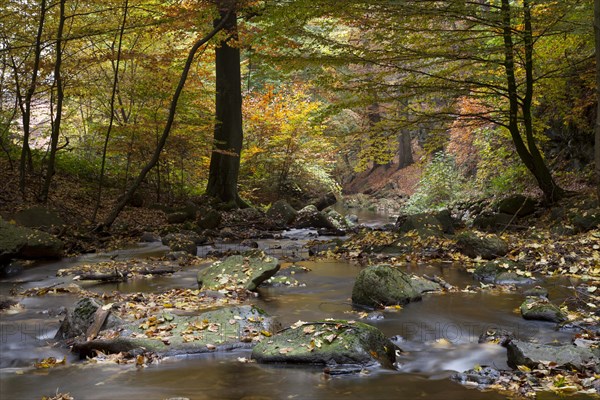 Ilse River in Ilsetal valley in autumn