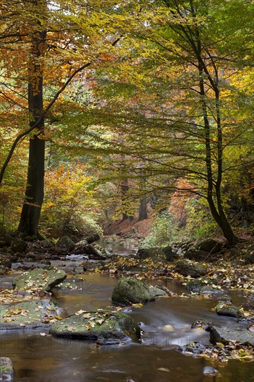 Ilse River in Ilsetal valley in autumn