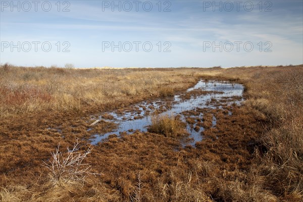 Salt marshes and tidal creeks