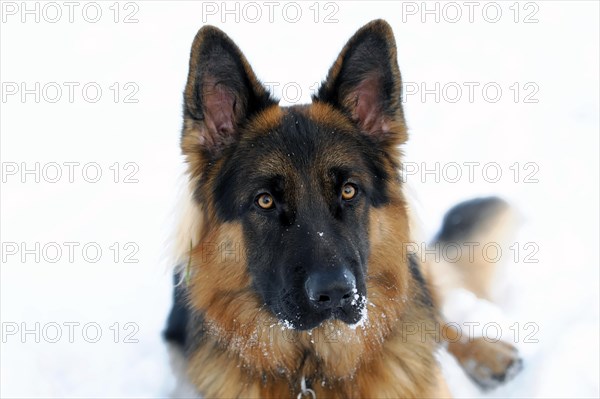 German Shepherd