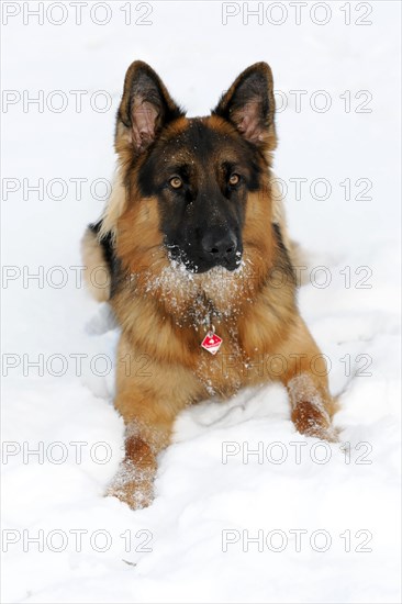 German Shepherd