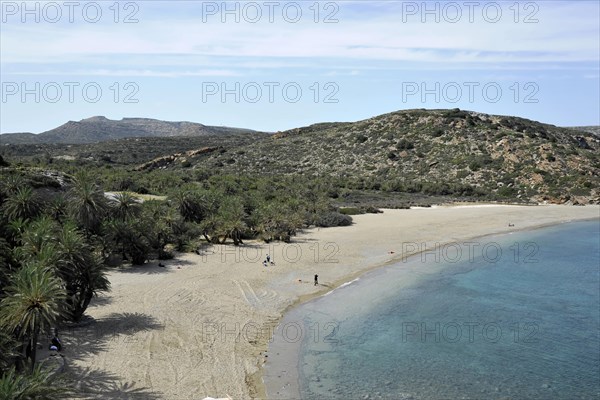 Palm beach of Vai with Cretan Date Palms (Phoenix theophrasti)