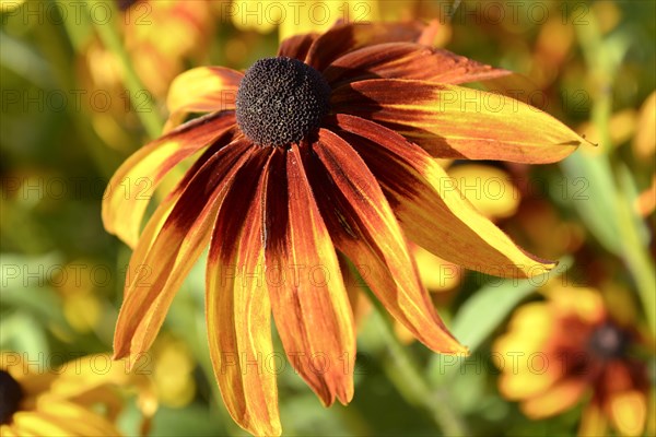 Orange Coneflower (Rudbeckia fulgida)