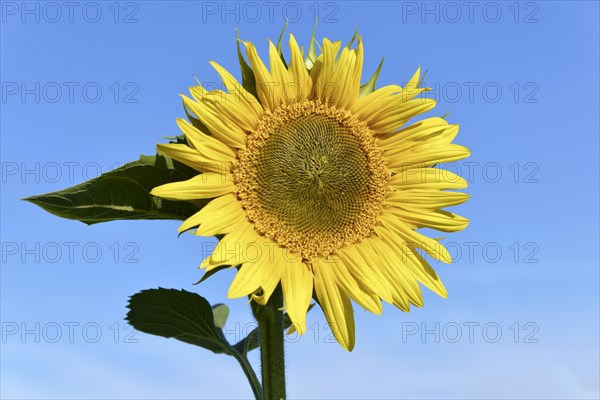 Sunflower (Helianthus annuus)