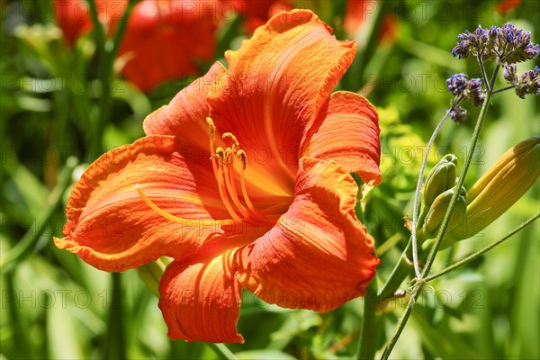 Lily (Lilium sp.)