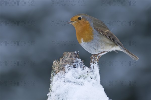 European Robin (Erithacus rubecula) in winter