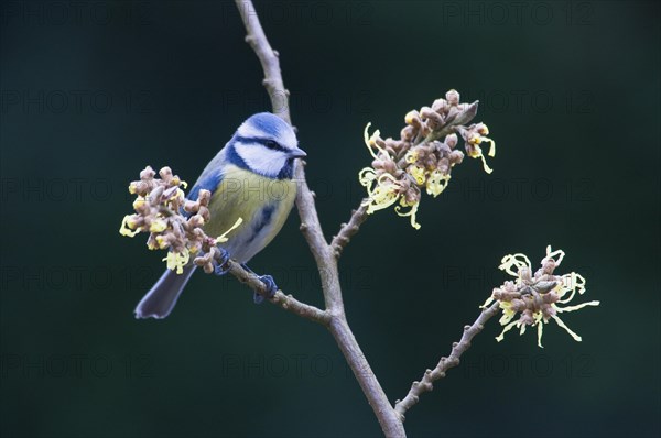 Blue Tit (Parus caeruleus)