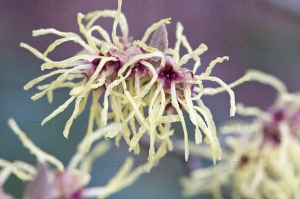 Witch Hazel (Hamamelis mollis 'Pallida')