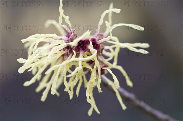 Witch Hazel (Hamamelis mollis 'Pallida')